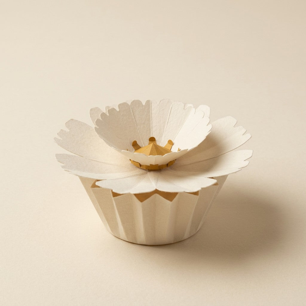 Ewige Papierblume Daisy in Creme in ihrem farblich passenden plissierten Papierschälchen, Dreiviertelansicht