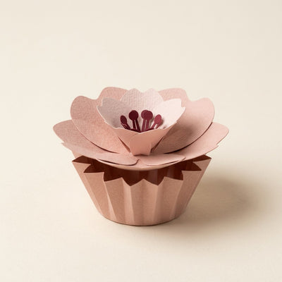 Ewige Papierblume Sakura in Zartrosa in ihrem farblich passenden plissierten Papierschälchen, Dreiviertelansicht